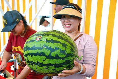 欢乐吃瓜的视频,揭秘热门视频背后的趣味故事